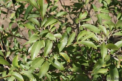 Ochna pretoriensis, photographed by Andrew Hankey