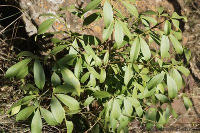 Vepris reflexa, photographed by Andrew Hankey
