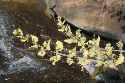Tetradenia brevispicata, photographed by Andrew Hankey