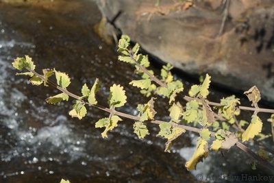 Tetradenia brevispicata, photographed by Andrew Hankey
