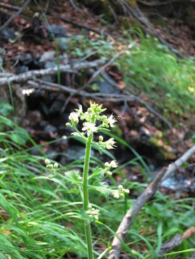 Micranthes spicata, photographed by Syd Cannings