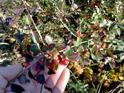 Cotoneaster simonsii, photographed by John Barkla