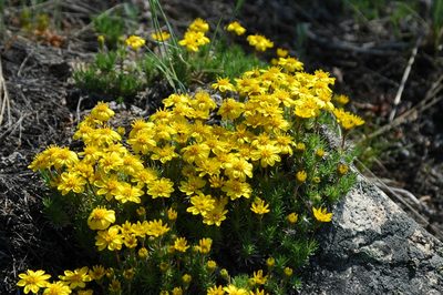 Nestotus macleanii, photographed by Syd Cannings