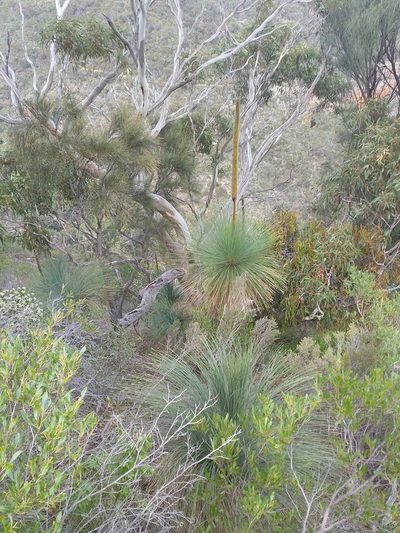 Xanthorrhoea quadrangulata, photographed by insiderelic