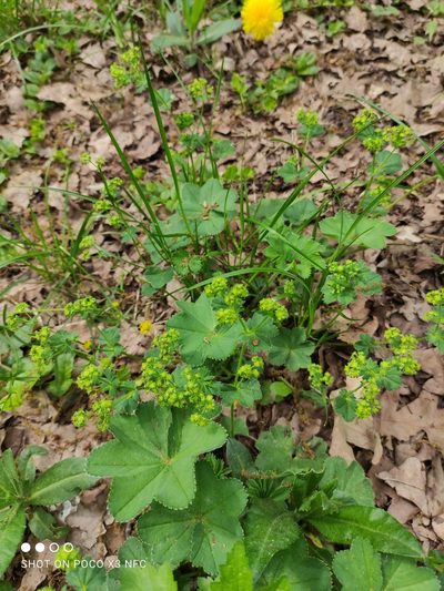 Alchemilla cymatophylla, photographed by Марина Давлетшина