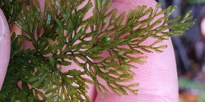 Hymenophyllum villosum, photographed by Katie Jenkins