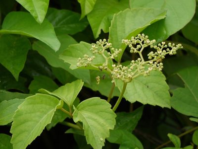 Causonis trifolia, photographed by Dinesh Valke