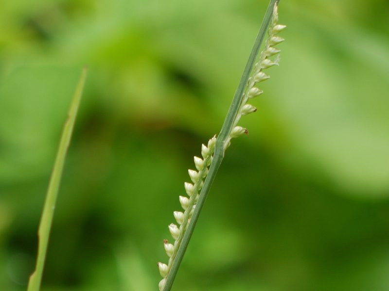 Setaria punctata, photographed by Dinesh Valke
