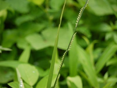 Setaria punctata, photographed by Dinesh Valke