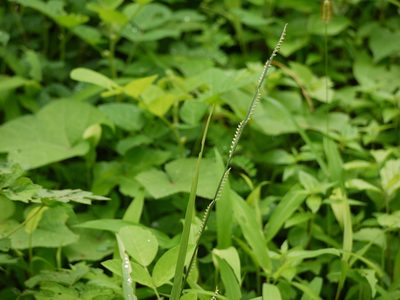 Setaria punctata, photographed by Dinesh Valke