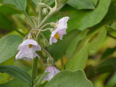 Solanum melongena, photographed by Dinesh Valke