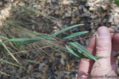 Cryptolepis cryptolepioides, photographed by Andrew Hankey
