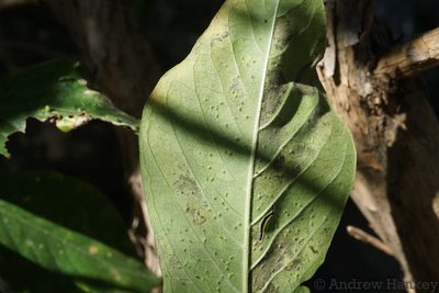 Pavetta eylesii, photographed by Andrew Hankey