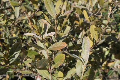 Combretum moggii, photographed by Andrew Hankey