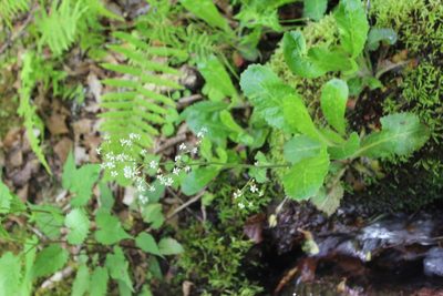 Micranthes micranthidifolia, photographed by Brandon Wheeler