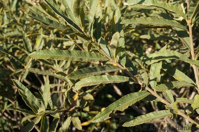 Ozoroa sphaerocarpa, photographed by Andrew Hankey