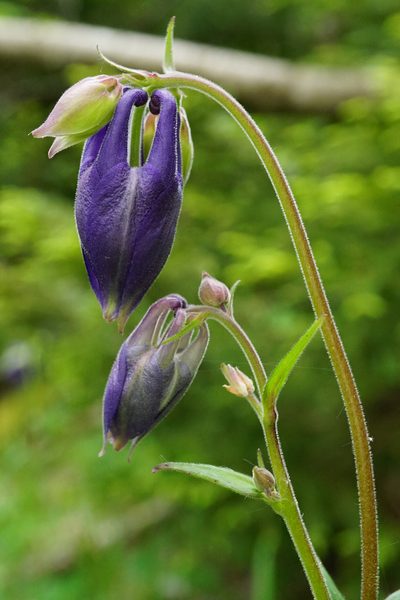 Aquilegia nigricans, photographed by Patrick Hacker