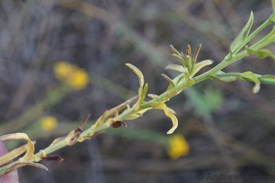 Nidorella anomala, photographed by Andrew Hankey
