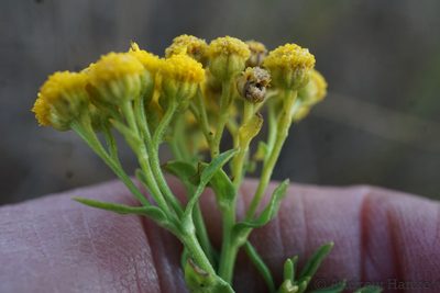 Nidorella anomala, photographed by Andrew Hankey