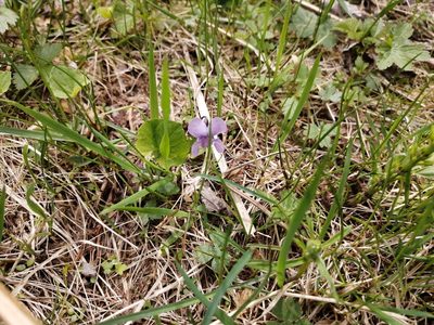 Viola epipsila, photographed by Tatiana Strus