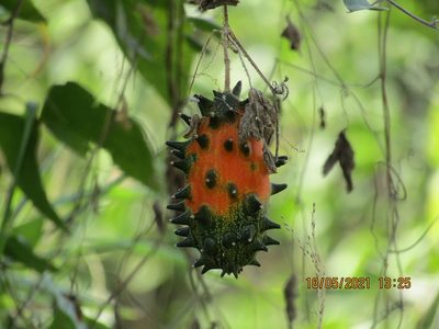 Cucumis metuliferus, photographed by Noeleen du Toit