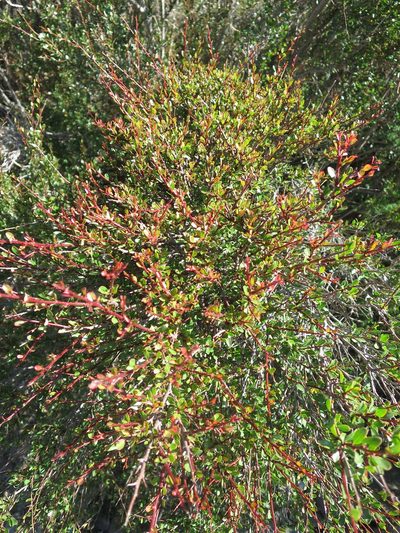Flueggea tinctoria, photographed by Ricardo Lima