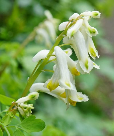 Pseudo-fumaria alba, photographed by Patrick Hacker