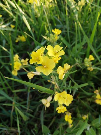 Chorispora sibirica, photographed by Елена Радостева