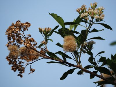 Gymnanthemum amygdalinum, photographed by 葉子