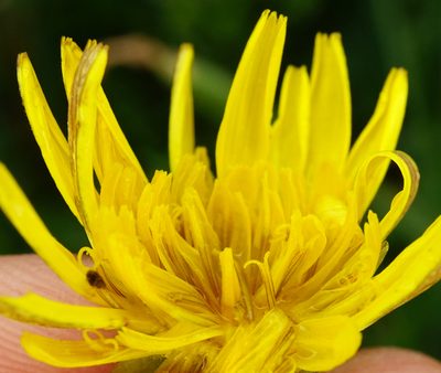 Scorzonera cana, photographed by Patrick Hacker