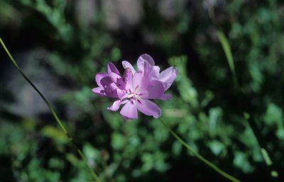 Ixia metelerkampiae, photographed by Tom Lloyd Evans