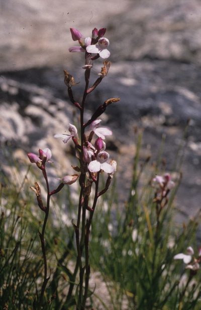 Disa caulescens, photographed by Tom Lloyd Evans
