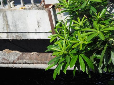Alstonia scholaris, photographed by 葉子