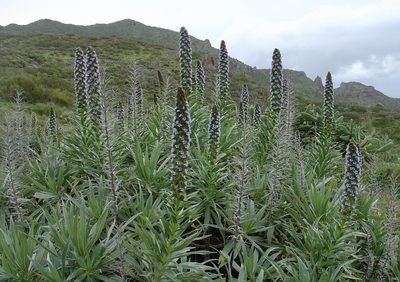 Echium virescens, photographed by Jean-Paul Boerekamps