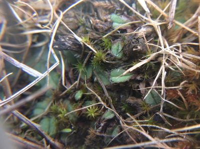 Oxymitra incrassata, photographed by Zoltán Nagy