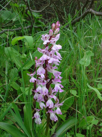 Orchis canariensis, photographed by Jean-Paul Boerekamps