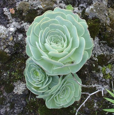 Aeonium aureum, photographed by Jean-Paul Boerekamps