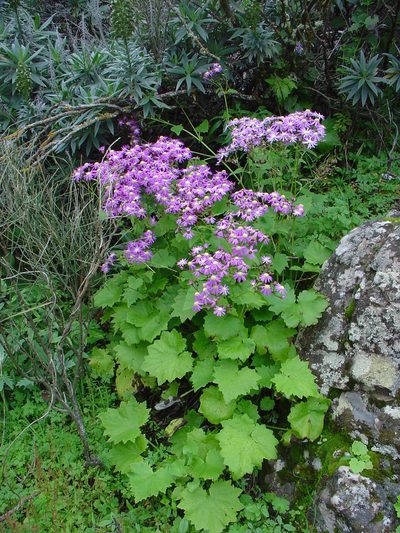 Pericallis echinata, photographed by Jean-Paul Boerekamps