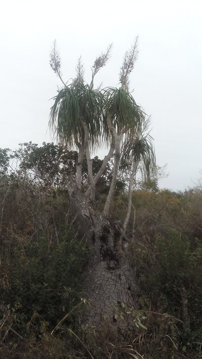 Beaucarnea recurvata, photographed by Tereso Hernández Morales