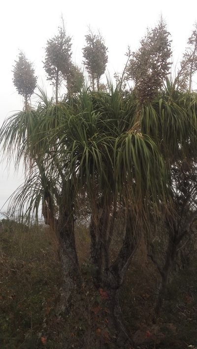 Beaucarnea recurvata, photographed by Tereso Hernández Morales