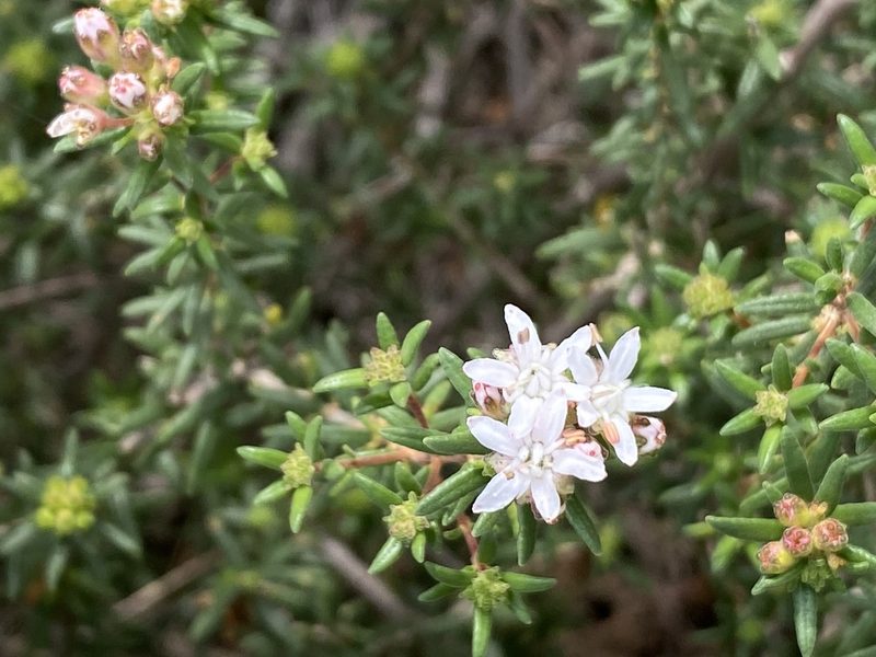 Agathosma foetidissima, photographed by Christina