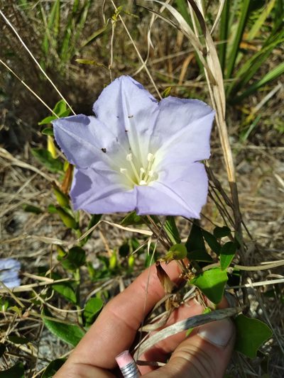 Bonamia grandiflora, photographed by Scott Ward