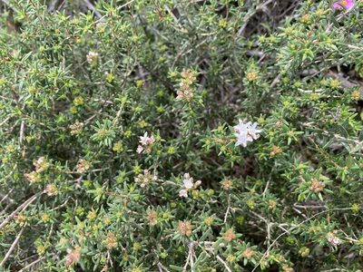 Agathosma foetidissima, photographed by Christina
