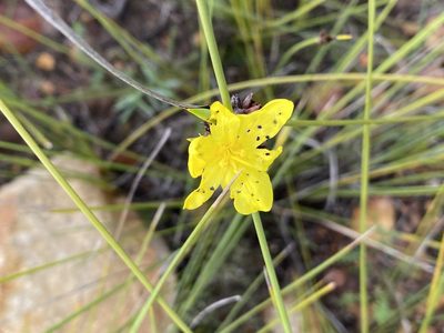 Bobartia macrospatha, photographed by Christina