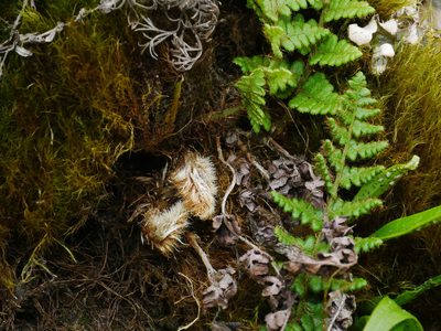 Dryopteris komarovii, photographed by Jacy Chen