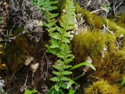 Dryopteris komarovii, photographed by Jacy Chen