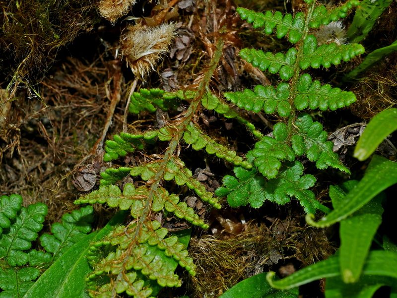 Dryopteris komarovii, photographed by Jacy Chen