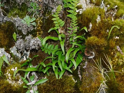 Dryopteris komarovii, photographed by Jacy Chen