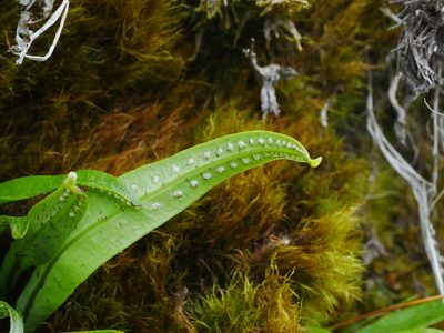 Lepisorus clathratus, photographed by Jacy Chen