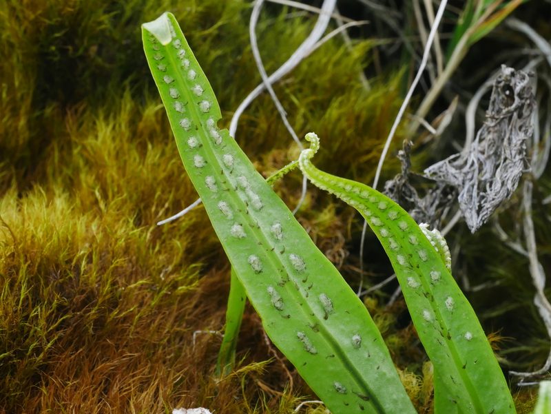 Lepisorus clathratus, photographed by Jacy Chen